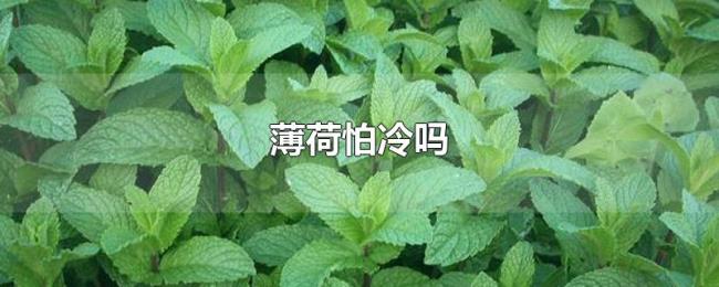 薄荷怕冷吗