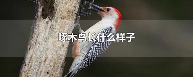 啄木鸟长什么样子 啄木鸟长什么样子