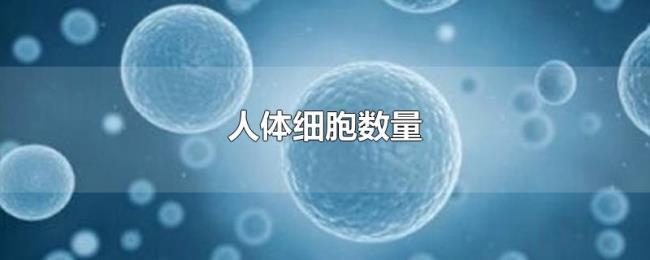 人体细胞数量