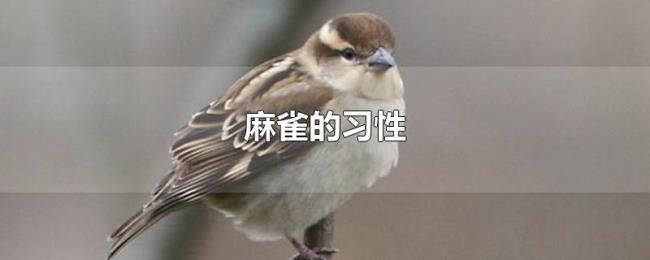 麻雀的习性