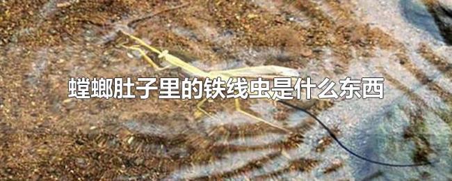螳螂肚子里的铁线虫是什么东西