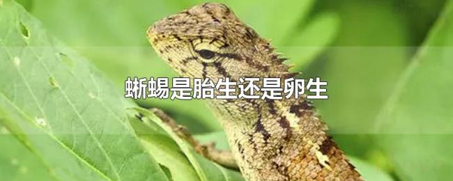 蜥蜴是胎生还是卵生
