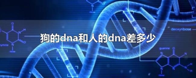 狗的dna和人的dna差多少 狗的dna和人的dna差多少