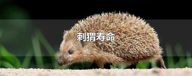 刺猬寿命 刺猬寿命