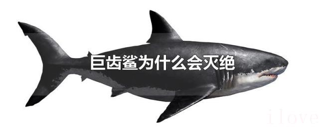巨齿鲨为什么会灭绝 巨齿鲨为什么会灭绝