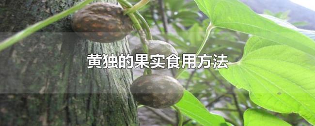 黄独的果实食用方法