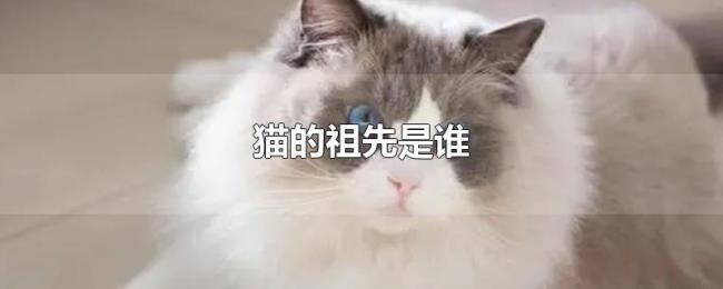 猫的祖先是谁