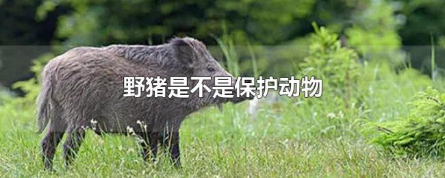 野猪是不是保护动物