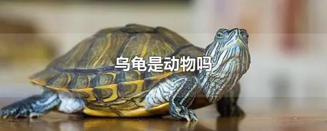 乌龟是动物吗