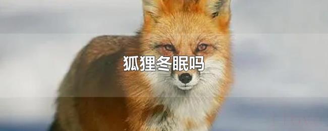狐狸冬眠吗