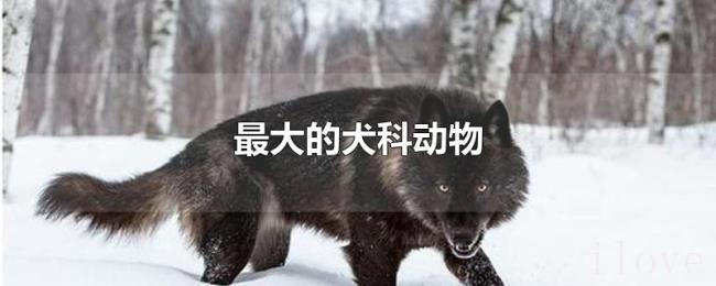 最大的犬科动物 最大的犬科动物