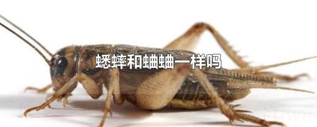 蟋蟀和蛐蛐一样吗