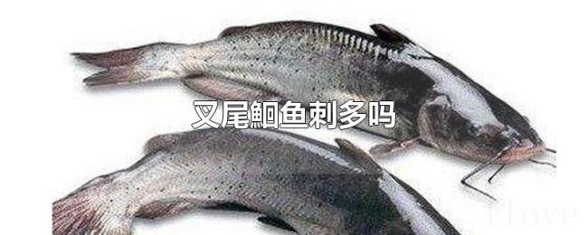 叉尾鮰鱼刺多吗