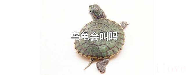 乌龟会叫吗