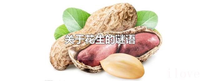关于花生的谜语