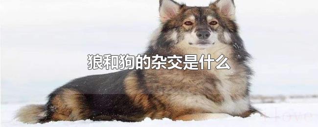 狼和狗的杂交是什么 狼和狗的杂交是什么