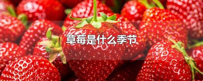 草莓是什么季节 草莓是什么季节