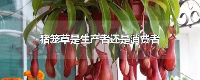 猪笼草是生产者还是消费者