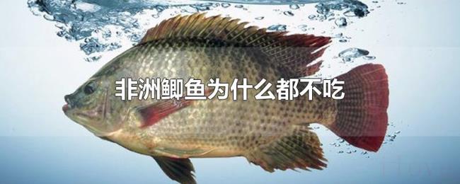 非洲鲫鱼为什么都不吃