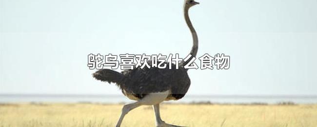 鸵鸟喜欢吃什么食物