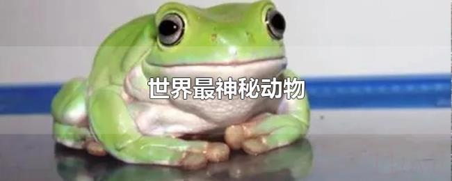 世界最神秘动物 世界最神秘动物