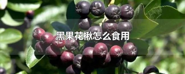 黑果花楸怎么食用 黑果花楸怎么食用