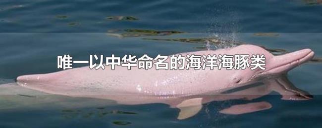 唯一以中华命名的海洋海豚类