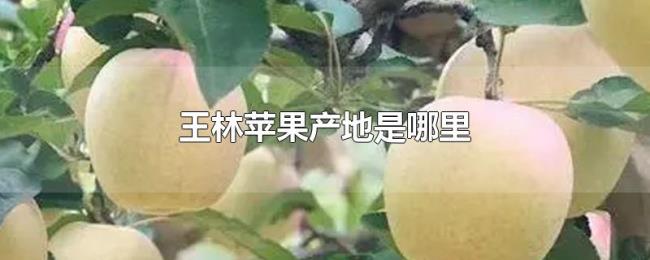 王林苹果产地是哪里 王林苹果产地是哪里