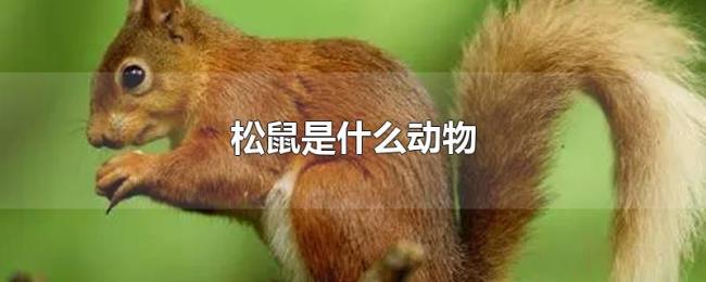 松鼠是什么动物 松鼠是什么动物