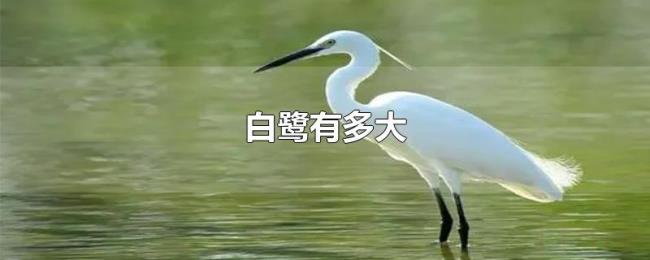 白鹭有多大