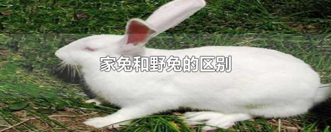 家兔和野兔的区别 家兔和野兔的区别