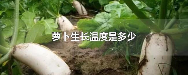萝卜生长温度是多少 萝卜生长温度是多少