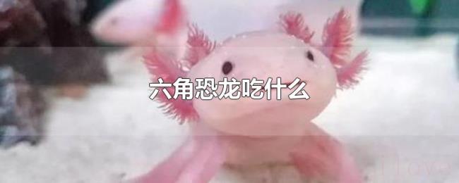 六角恐龙吃什么 六角恐龙吃什么