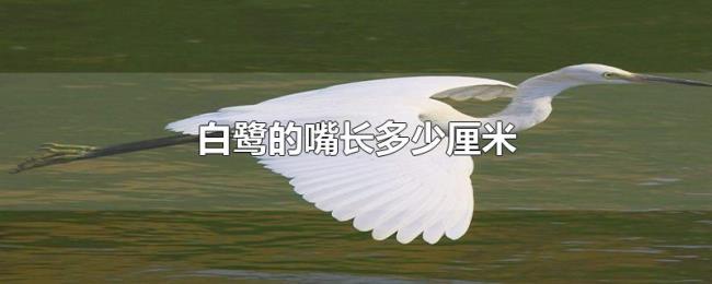 白鹭的嘴长多少厘米 白鹭的嘴长多少厘米