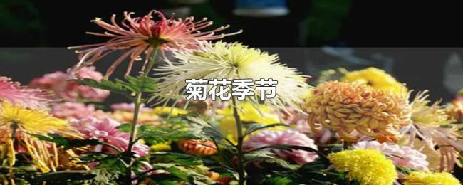 菊花季节
