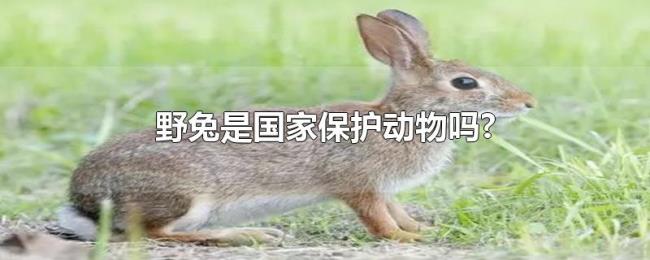 野兔是国家保护动物吗? 野兔是国家保护动物吗?