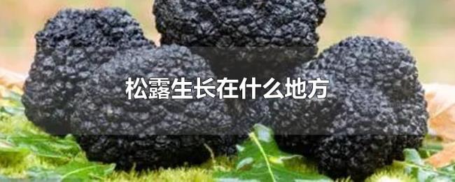 松露生长在什么地方 松露生长在什么地方