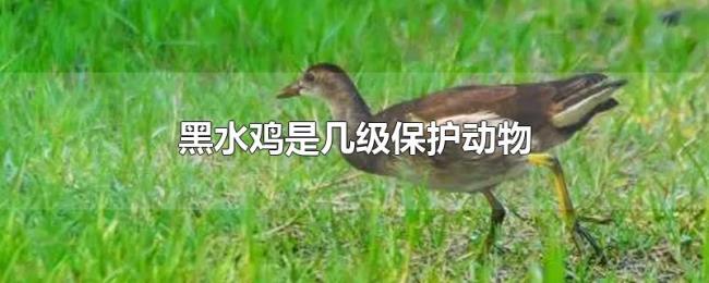黑水鸡是几级保护动物