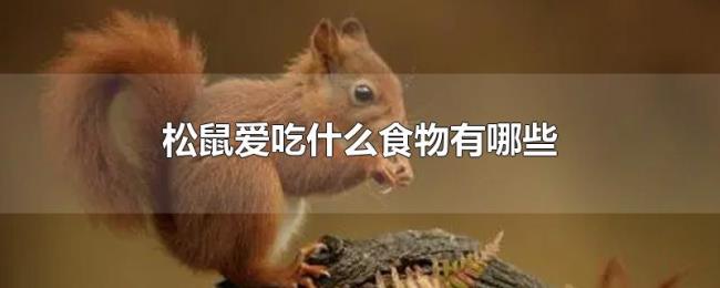 松鼠爱吃什么食物有哪些