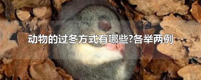 动物的过冬方式有哪些?各举两例 动物的过冬方式有哪些?各举两例