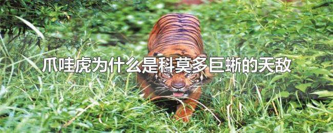 爪哇虎为什么是科莫多巨蜥的天敌