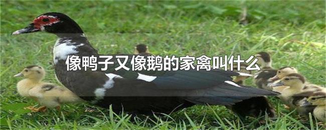 像鸭子又像鹅的家禽叫什么