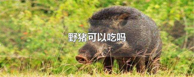 野猪可以吃吗 野猪可以吃吗