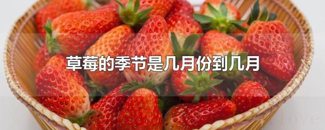草莓的季节是几月份到几月 草莓的季节是几月份到几月
