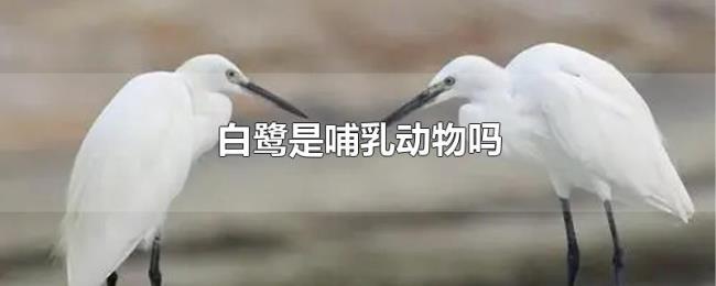 白鹭是哺乳动物吗 白鹭是哺乳动物吗