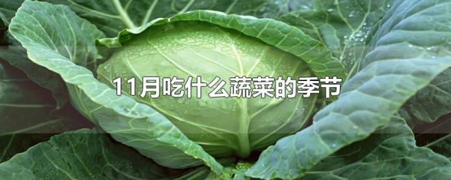 11月吃什么蔬菜的季节 11月吃什么蔬菜的季节
