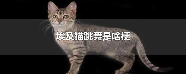 埃及猫跳舞是啥梗