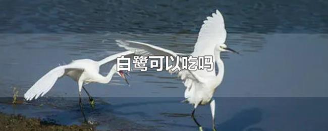 白鹭可以吃吗 白鹭可以吃吗