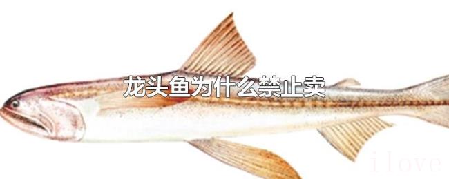 龙头鱼为什么禁止卖 龙头鱼为什么禁止卖