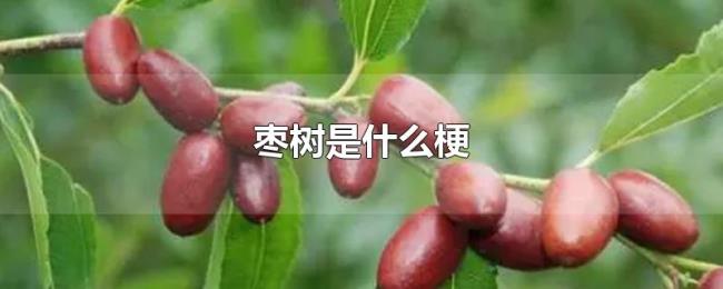 枣树是什么梗 枣树是什么梗